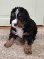 Samson, a male Bernedoodle for sale in Lewisburg, PA – 1 of 8