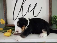 Sierra, a female Bernedoodle for sale in Lewisburg, PA – 5 of 8