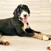 Chai, a female Bernedoodle for sale in Lewisburg, PA – Photo 9 of 10