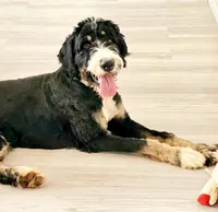 Chai, a female Bernedoodle for sale in Lewisburg, PA – Photo 7 of 8