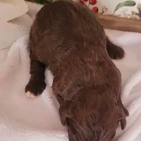 Chai, a female Bernedoodle for sale in Lewisburg, PA – Photo 5 of 10