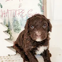 Chai, a female Bernedoodle for sale in Lewisburg, PA – Photo 3 of 10