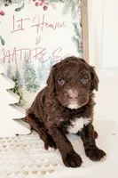 Chai, a female Bernedoodle for sale in Lewisburg, PA – Photo 1 of 8