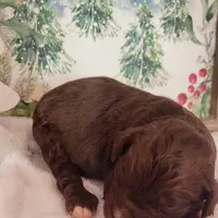 Chai, a female Bernedoodle for sale in Lewisburg, PA – Photo 7 of 10