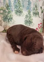 Chai, a female Bernedoodle for sale in Lewisburg, PA – Photo 3 of 8