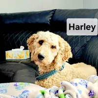 Chai, a female Bernedoodle for sale in Lewisburg, PA – Photo 10 of 10
