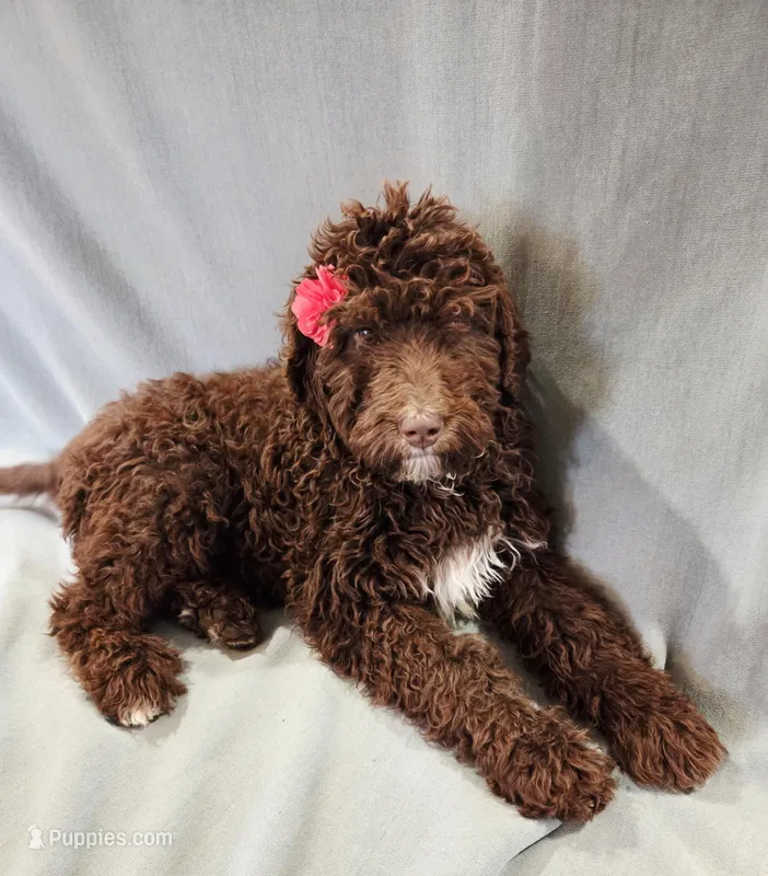 Chai – Bernedoodle puppy for sale in Lewisburg, PA