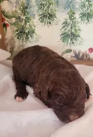 Chai, a female Bernedoodle for sale in Lewisburg, PA – Photo 2 of 8