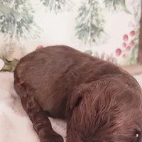 Chai, a female Bernedoodle for sale in Lewisburg, PA – Photo 6 of 10