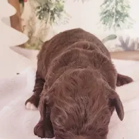 Chai, a female Bernedoodle for sale in Lewisburg, PA – Photo 8 of 10