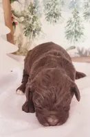 Chai, a female Bernedoodle for sale in Lewisburg, PA – Photo 6 of 8