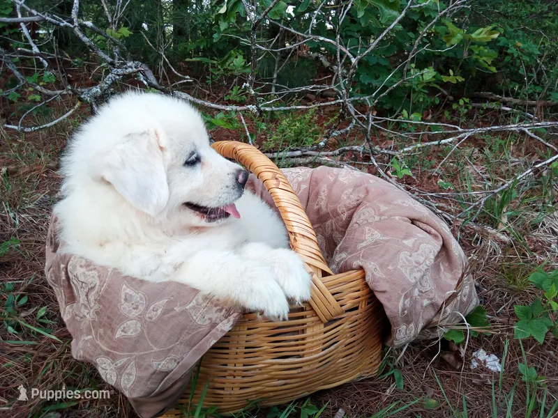 Elie – Great Pyrenees puppy for sale in Hamptonville, NC