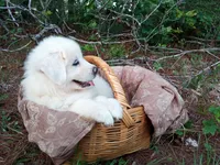 Elie, a female Great Pyrenees for sale in Hamptonville, NC – 1 of 6
