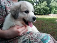 Bonni, a female Great Pyrenees for sale in Hamptonville, NC – 9 of 10