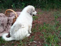 Bonni, a female Great Pyrenees for sale in Hamptonville, NC – 6 of 10