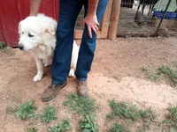 Milly Molly Mandy (Milly), a female Great Pyrenees for sale in Hamptonville, NC – 3 of 3