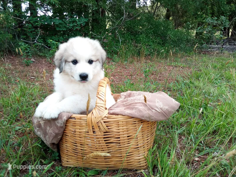 Bonni – Great Pyrenees puppy for sale in Hamptonville, NC