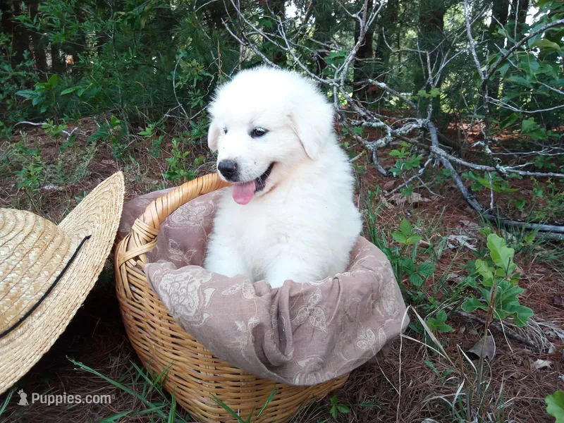 Henry – Great Pyrenees puppy for sale in Hamptonville, NC