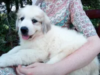 Ruthi, a female Great Pyrenees for sale in Hamptonville, NC – 4 of 7