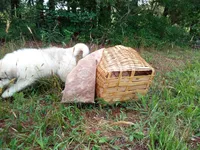 Bonni, a female Great Pyrenees for sale in Hamptonville, NC – 5 of 10