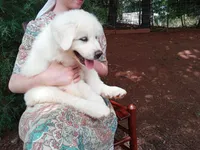 Anni, a female Great Pyrenees for sale in Hamptonville, NC – 6 of 7
