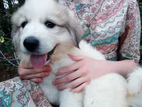 Bonni, a female Great Pyrenees for sale in Hamptonville, NC – 7 of 10