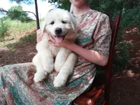 Anni, a female Great Pyrenees for sale in Hamptonville, NC – 1 of 7