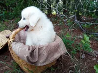 Henry, a male Great Pyrenees for sale in Hamptonville, NC – 5 of 8