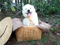 Henry, a male Great Pyrenees for sale in Hamptonville, NC – 7 of 8