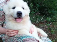 Elie, a female Great Pyrenees for sale in Hamptonville, NC – 2 of 6