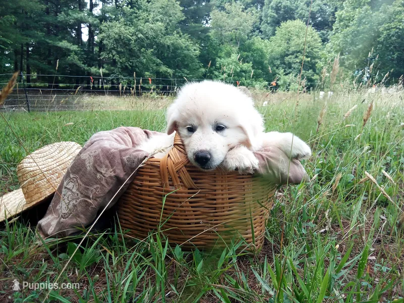 Alex – Great Pyrenees puppy for sale in Hamptonville, NC