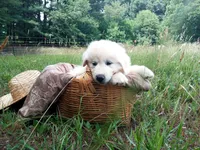 Alex, a male Great Pyrenees for sale in Hamptonville, NC – 1 of 5
