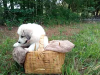 Bonni, a female Great Pyrenees for sale in Hamptonville, NC – 2 of 10