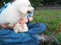 Alex, a male Great Pyrenees for sale in Hamptonville, NC – 5 of 5