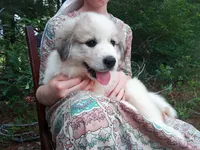 Bonni, a female Great Pyrenees for sale in Hamptonville, NC – 8 of 10