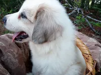 Ruthi, a female Great Pyrenees for sale in Hamptonville, NC – 3 of 7