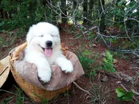 Henry, a male Great Pyrenees for sale in Hamptonville, NC – 4 of 8