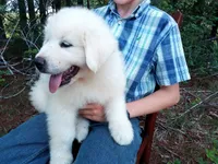 Henry, a male Great Pyrenees for sale in Hamptonville, NC – 6 of 8