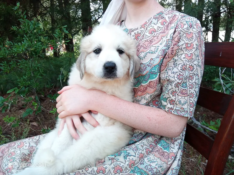 Ruthi – Great Pyrenees puppy for sale in Hamptonville, NC