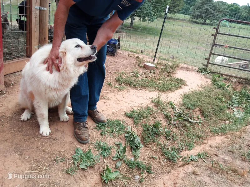 Milly Molly Mandy (Milly) – Great Pyrenees puppy for sale in Hamptonville, NC