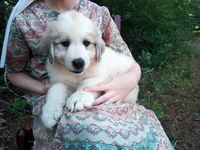 Ruthi, a female Great Pyrenees for sale in Hamptonville, NC – 6 of 7