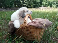 Bonni, a female Great Pyrenees for sale in Hamptonville, NC – 3 of 10