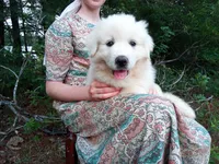 Elie, a female Great Pyrenees for sale in Hamptonville, NC – 6 of 6
