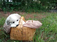 Bonni, a female Great Pyrenees for sale in Hamptonville, NC – 4 of 10