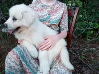 Elie, a female Great Pyrenees for sale in Hamptonville, NC – 4 of 6