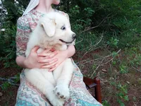 Elie, a female Great Pyrenees for sale in Hamptonville, NC – 3 of 6