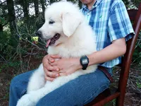 Henry, a male Great Pyrenees for sale in Hamptonville, NC – 3 of 8