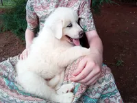 Anni, a female Great Pyrenees for sale in Hamptonville, NC – 7 of 7