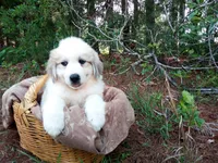 Ruthi, a female Great Pyrenees for sale in Hamptonville, NC – 5 of 7