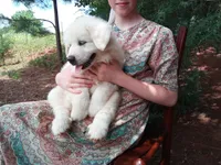 Anni, a female Great Pyrenees for sale in Hamptonville, NC – 3 of 7